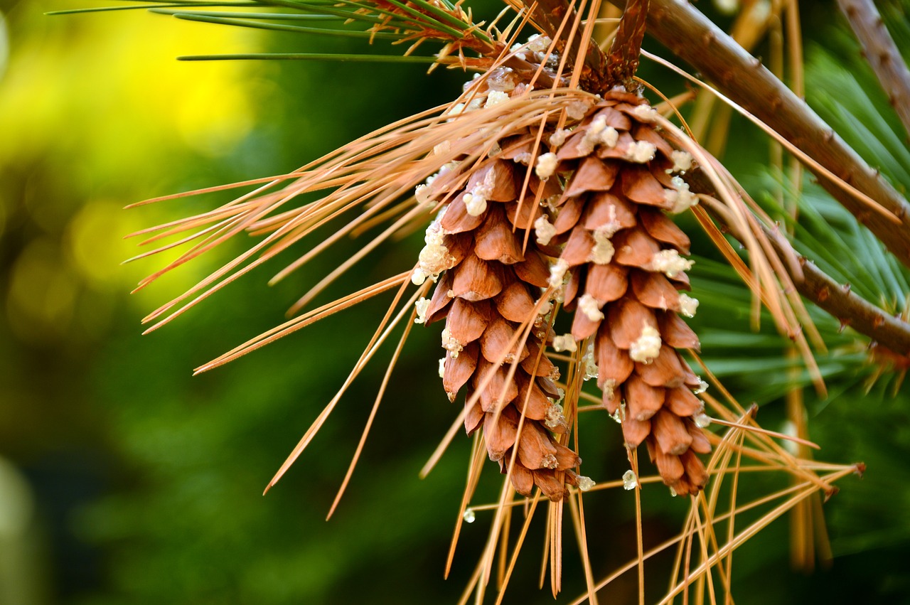 Crafting with Pinecones: Autumn Garden Decor